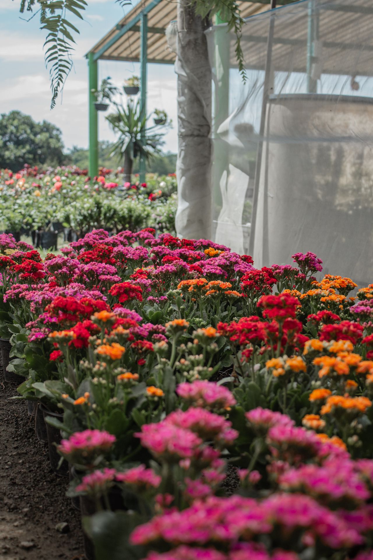 Estufa de flores coloridas — produção comercial de floricultura