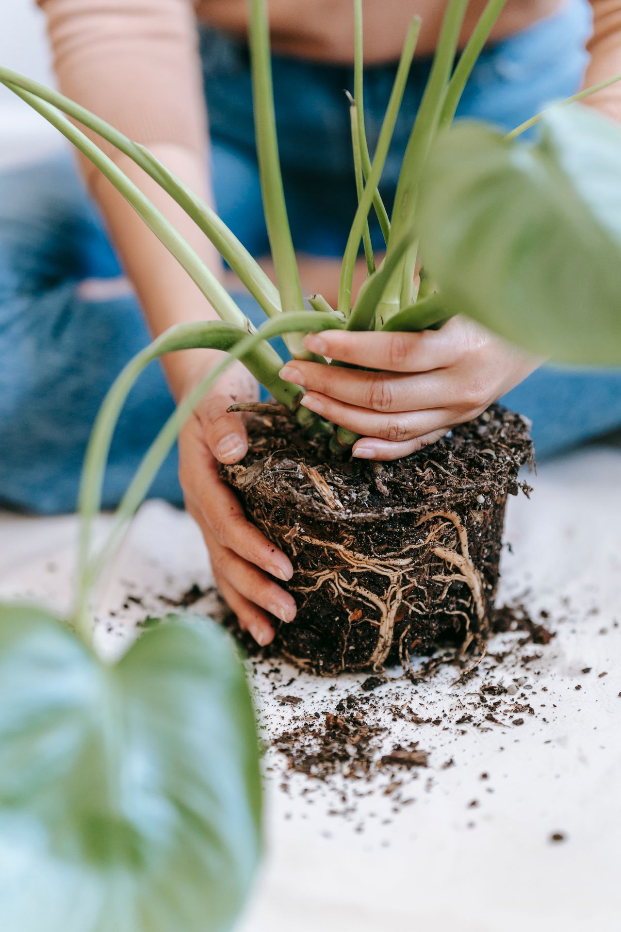 Raízes de flor expostas com substrato — transplante em vaso de floricultura
