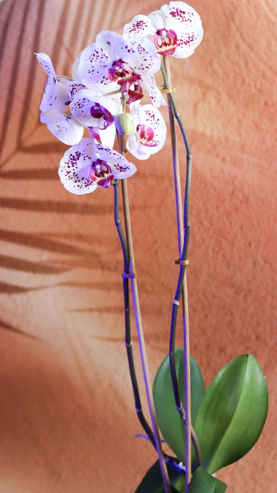 Orquídea Phalaenopsis em floração