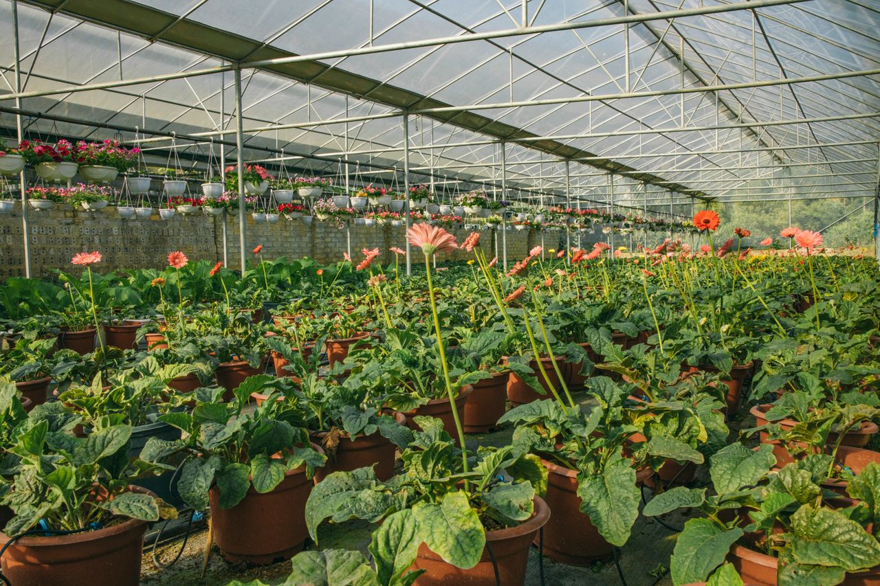 Gérberas com raízes saudáveis em substrato bem drenado