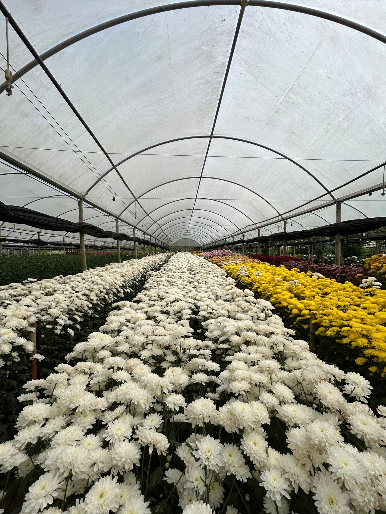 Filas de flores em estufa de floricultura comercial