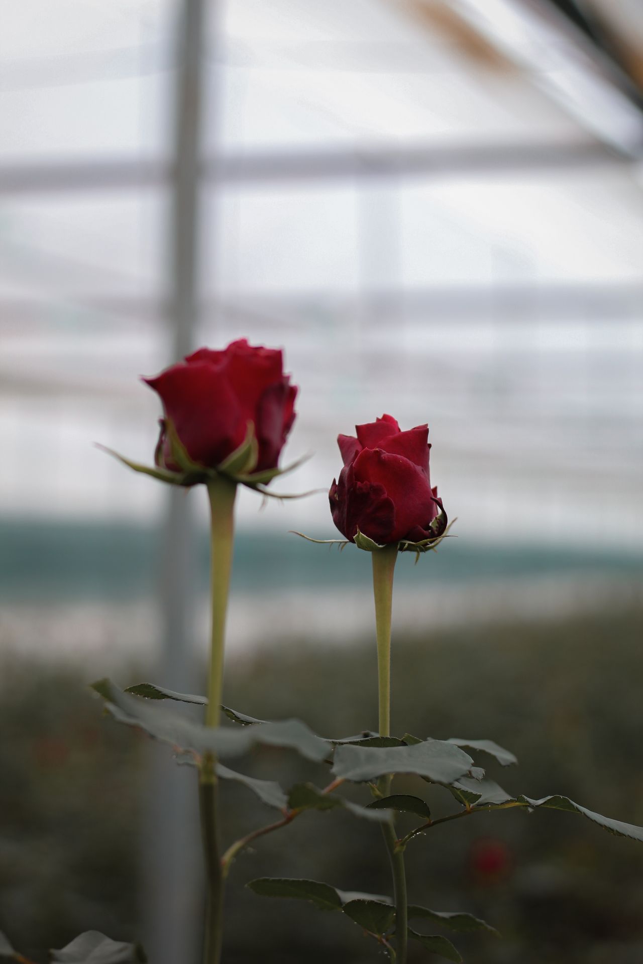 Rosas vermelhas em produção comercial em estufa — substrato de coco para rosa